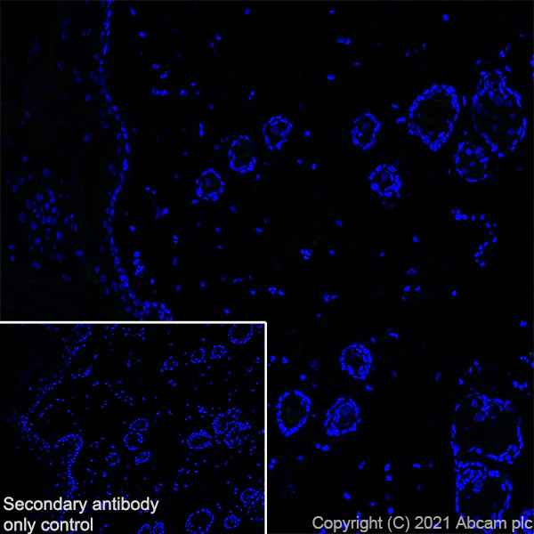 Immunohistochemistry (Frozen sections) - Anti-CGRP-I+CGRP-II antibody [EPR23804-95] (AB283568)
