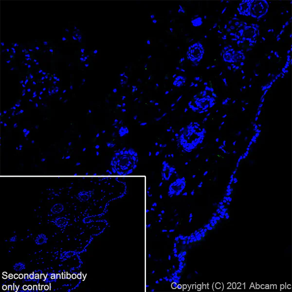 Immunohistochemistry (Frozen sections) - Anti-CGRP-I+CGRP-II antibody [EPR23804-95] (AB283568)