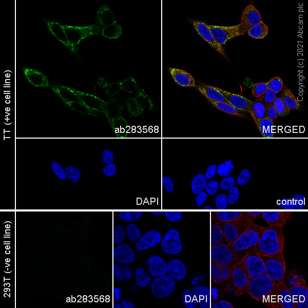 Immunocytochemistry/ Immunofluorescence - Anti-CGRP-I+CGRP-II antibody [EPR23804-95] - BSA and Azide free (ab283580), expandable thumbnail