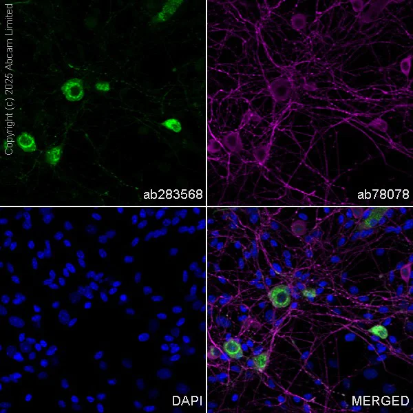 Immunocytochemistry/ Immunofluorescence - Anti-CGRP-I+CGRP-II antibody [EPR23804-95] - BSA and Azide free (AB283580)