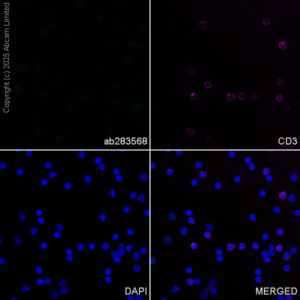 Immunocytochemistry/ Immunofluorescence - Anti-CGRP-I+CGRP-II antibody [EPR23804-95] - BSA and Azide free (AB283580)