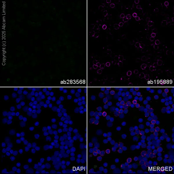 Immunocytochemistry/ Immunofluorescence - Anti-CGRP-I+CGRP-II antibody [EPR23804-95] - BSA and Azide free (AB283580)