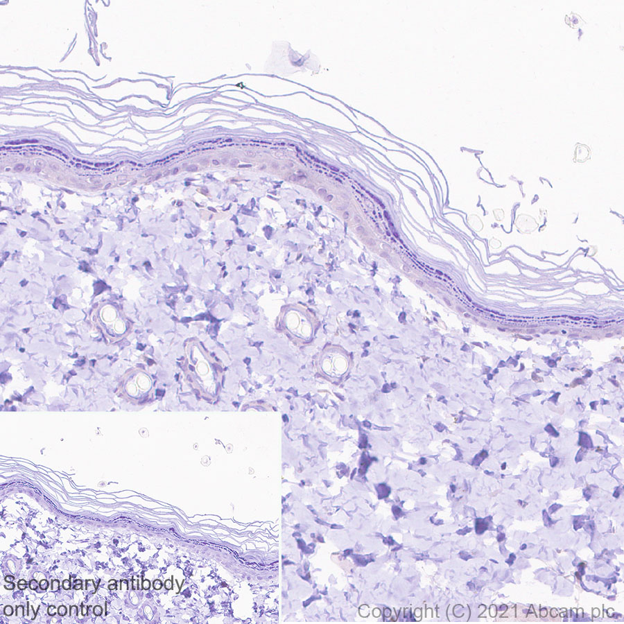 Immunohistochemistry (Formalin/PFA-fixed paraffin-embedded sections) - Anti-CGRP-I+CGRP-II antibody [EPR23804-95] - BSA and Azide free (AB283580), expandable thumbnail