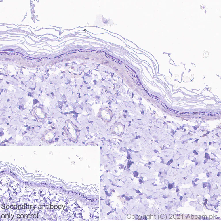 Immunohistochemistry (Formalin/PFA-fixed paraffin-embedded sections) - Anti-CGRP-I+CGRP-II antibody [EPR23804-95] - BSA and Azide free (AB283580)