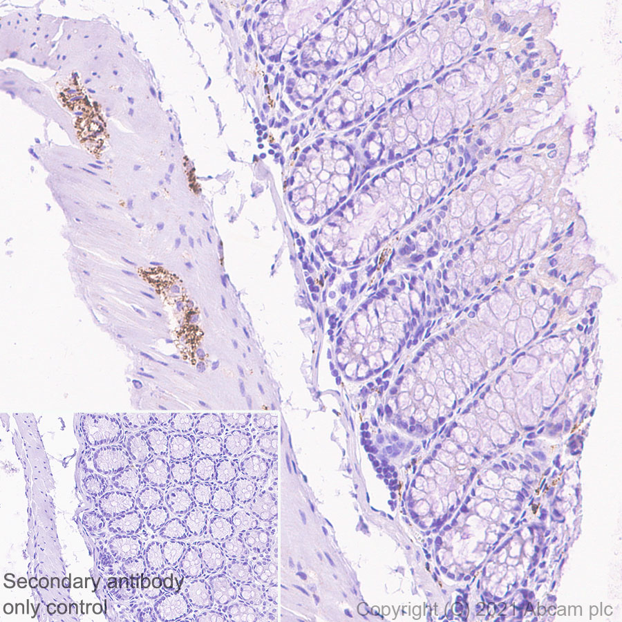 Immunohistochemistry (Formalin/PFA-fixed paraffin-embedded sections) - Anti-CGRP-I+CGRP-II antibody [EPR23804-95] - BSA and Azide free (AB283580), expandable thumbnail