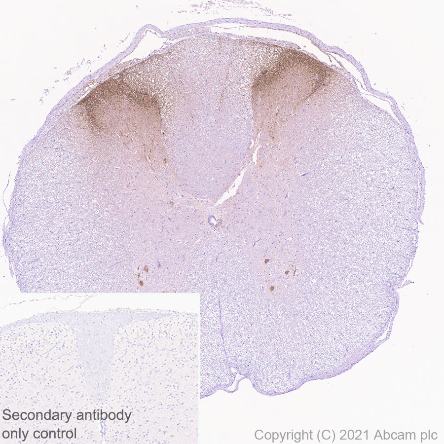 Immunohistochemistry (Formalin/PFA-fixed paraffin-embedded sections) - Anti-CGRP-I+CGRP-II antibody [EPR23804-95] - BSA and Azide free (AB283580), expandable thumbnail