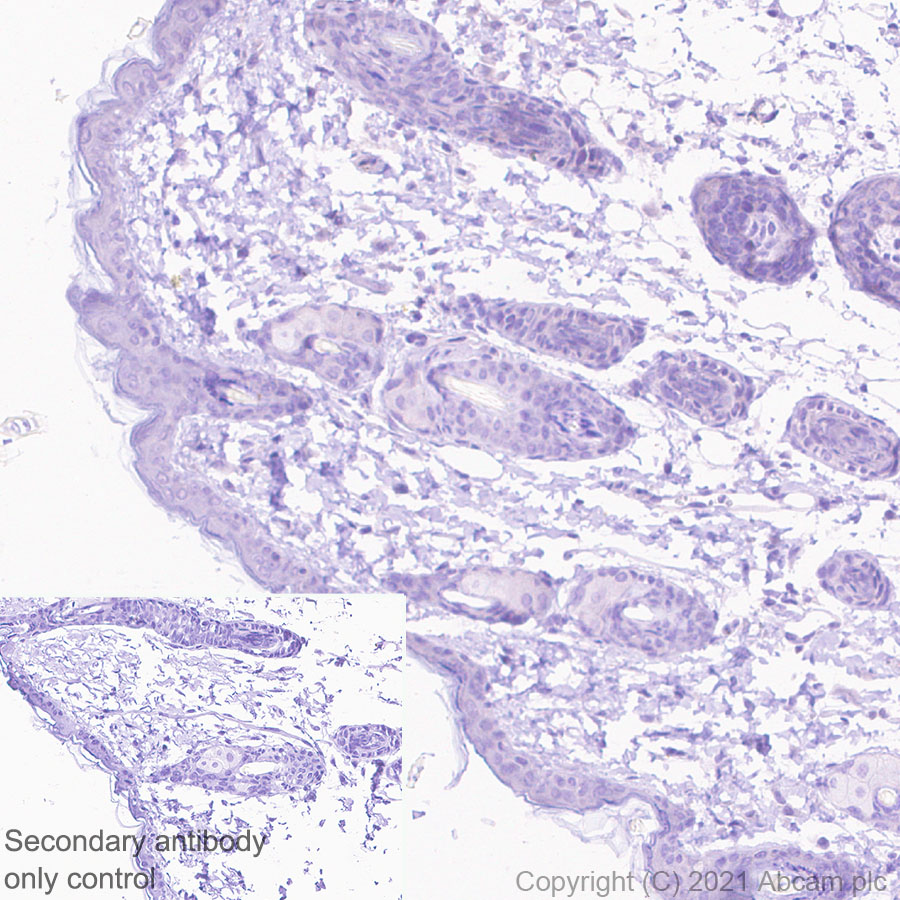 Immunohistochemistry (Formalin/PFA-fixed paraffin-embedded sections) - Anti-CGRP-I+CGRP-II antibody [EPR23804-95] - BSA and Azide free (ab283580), expandable thumbnail