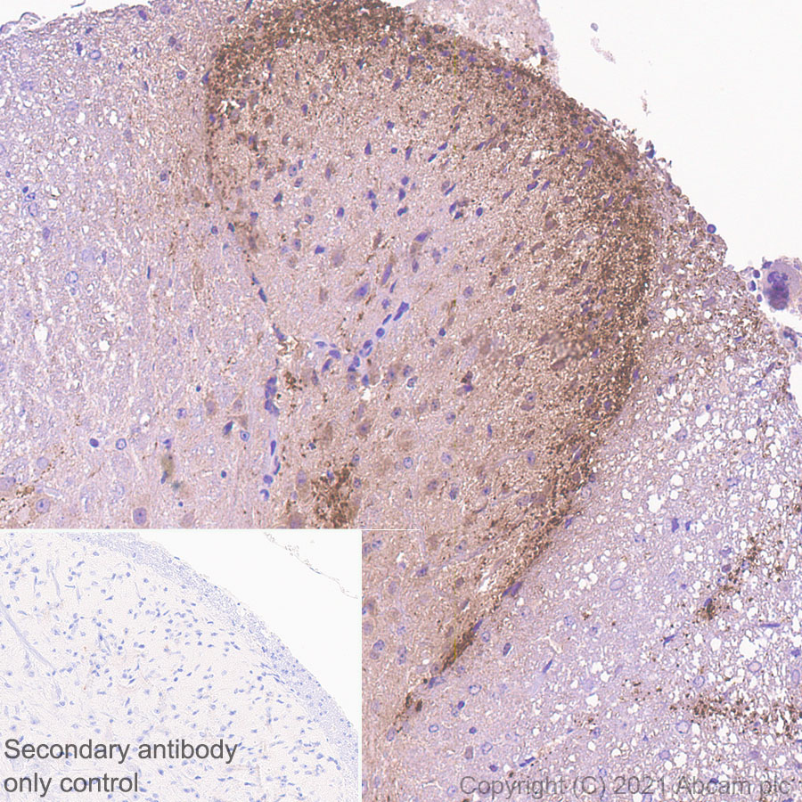Immunohistochemistry (Formalin/PFA-fixed paraffin-embedded sections) - Anti-CGRP-I+CGRP-II antibody [EPR23804-95] - BSA and Azide free (AB283580), expandable thumbnail