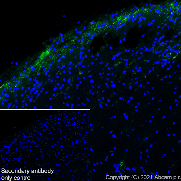 Immunohistochemistry (Frozen sections) - Anti-CGRP-I+CGRP-II antibody [EPR23804-95] - BSA and Azide free (AB283580), expandable thumbnail