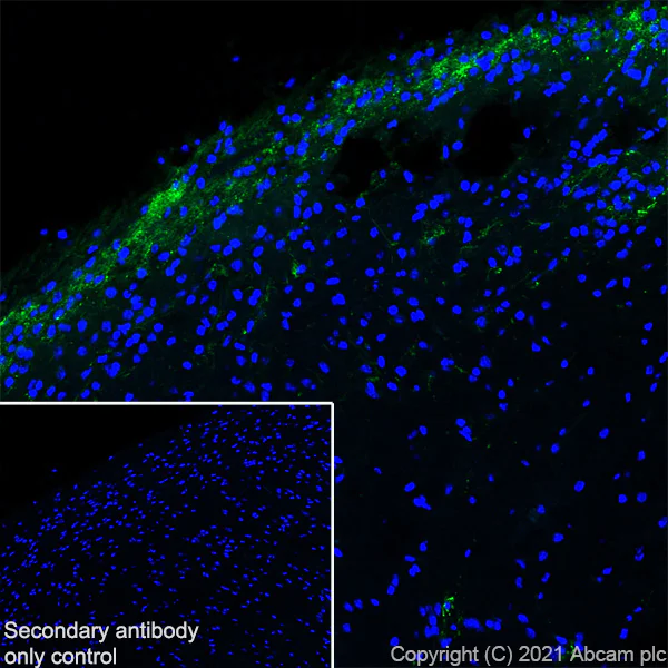 Immunohistochemistry (Frozen sections) - Anti-CGRP-I+CGRP-II antibody [EPR23804-95] - BSA and Azide free (AB283580)