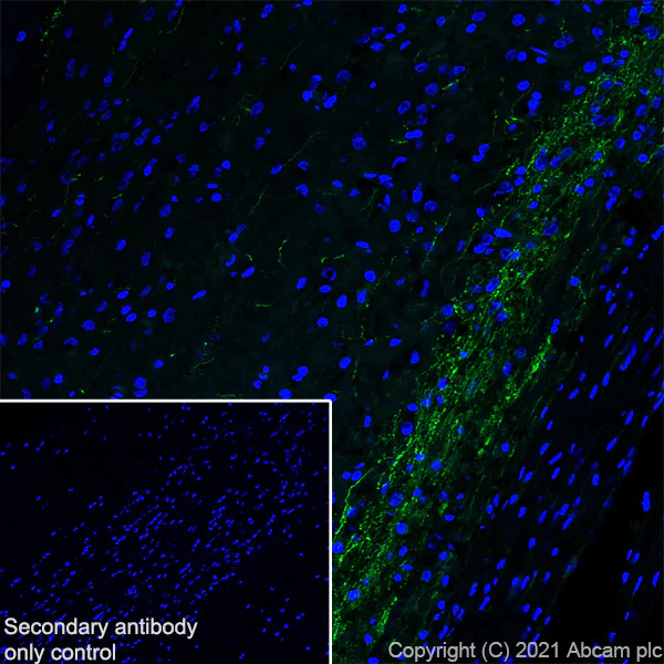 Immunohistochemistry (Frozen sections) - Anti-CGRP-I+CGRP-II antibody [EPR23804-95] - BSA and Azide free (AB283580)