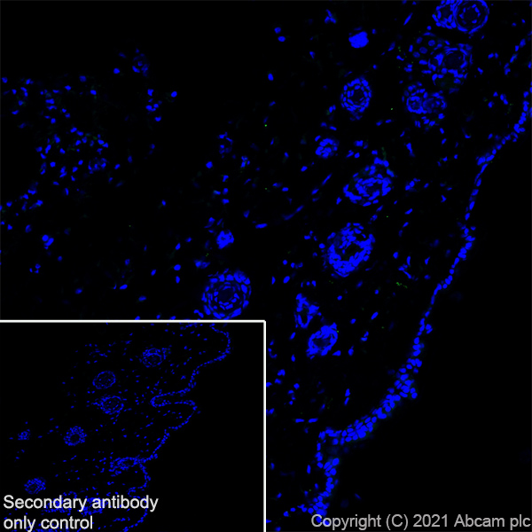 Immunohistochemistry (Frozen sections) - Anti-CGRP-I+CGRP-II antibody [EPR23804-95] - BSA and Azide free (ab283580), expandable thumbnail
