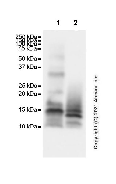 Western blot - Anti-CGRP-I+CGRP-II antibody [EPR23804-95] - BSA and Azide free (ab283580), expandable thumbnail