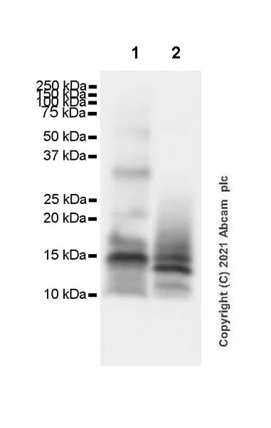 Western blot - Anti-CGRP-I+CGRP-II antibody [EPR23804-95] - BSA and Azide free (AB283580)