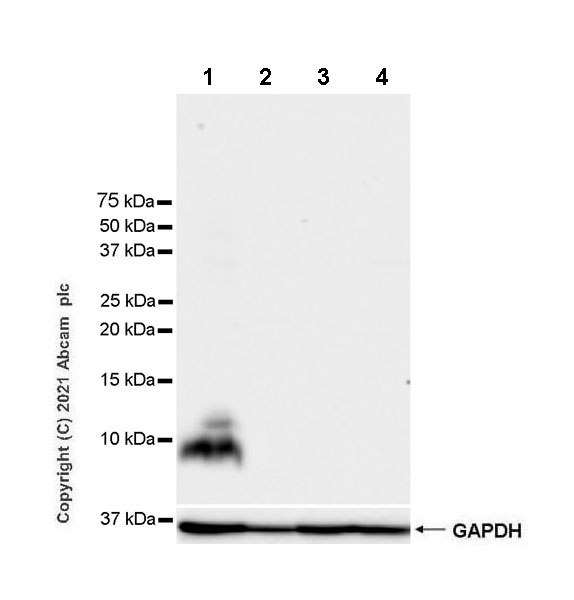 Western blot - Anti-CGRP-I+CGRP-II antibody [EPR23804-95] - BSA and Azide free (ab283580), expandable thumbnail