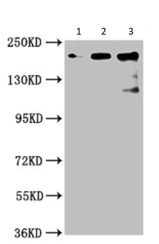 Western blot - Anti-ch TOG antibody (AB236981)
