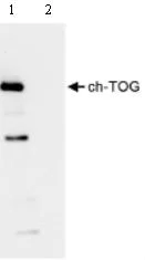 Immunoprecipitation - Anti-ch TOG antibody (AB86073)