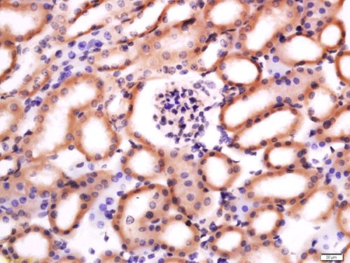 Immunohistochemistry (Formalin/PFA-fixed paraffin-embedded sections) - Anti-CH25H antibody (AB214295)