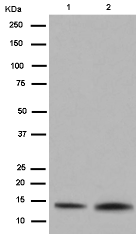 Western blot - Anti-CHCHD1 antibody [EPR12253(2)-28] - BSA and Azide free (AB250631), expandable thumbnail