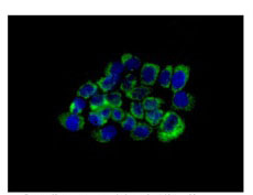 Immunocytochemistry/ Immunofluorescence - Anti-CHCHD1 antibody [EPR12253(2)] (AB180583)