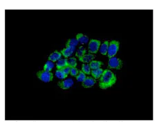 Immunocytochemistry/ Immunofluorescence - Anti-CHCHD1 antibody [EPR12253(2)] (AB180583)