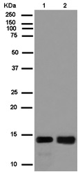 Western blot - Anti-CHCHD1 antibody [EPR12253(2)] - BSA and Azide free (AB250231), expandable thumbnail