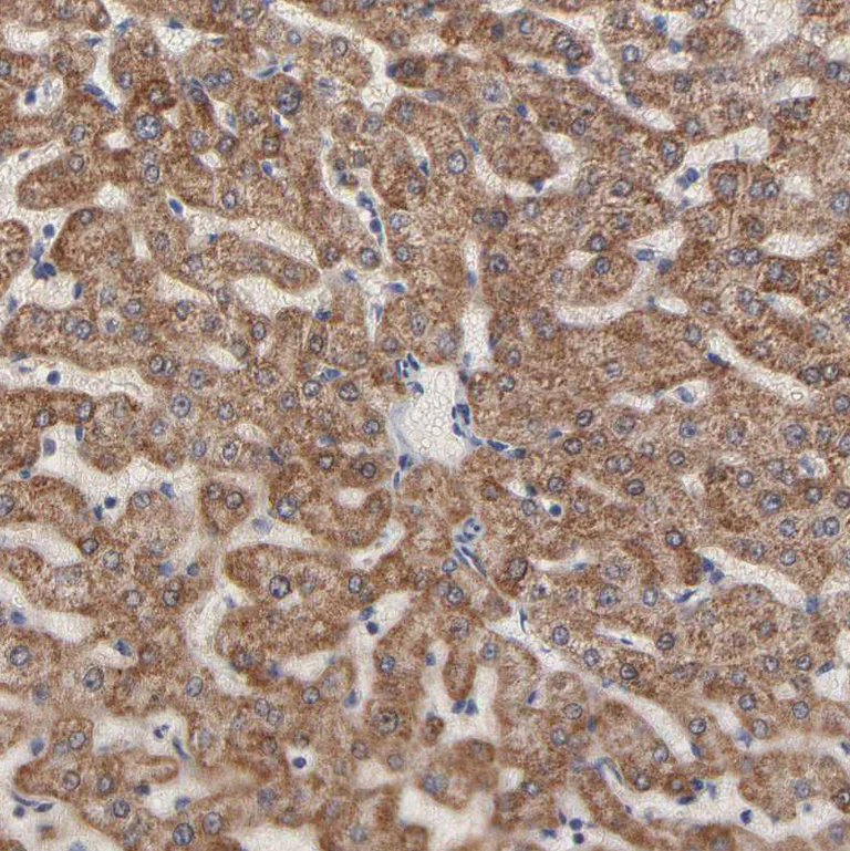 Immunohistochemistry (Formalin/PFA-fixed paraffin-embedded sections) - Anti-CHCHD10 antibody (AB121196)