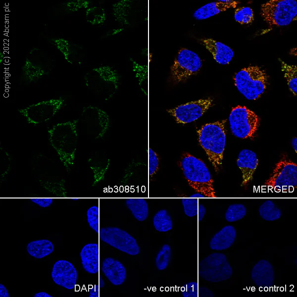 Immunocytochemistry/ Immunofluorescence - Anti-CHCHD10 antibody [EPR26966-33] (AB308510)