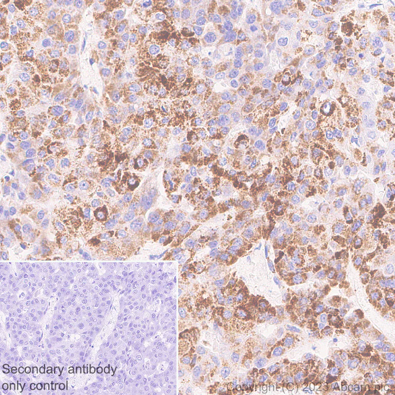 Immunohistochemistry (Formalin/PFA-fixed paraffin-embedded sections) - Anti-CHCHD10 antibody [EPR26966-33] (AB308510)