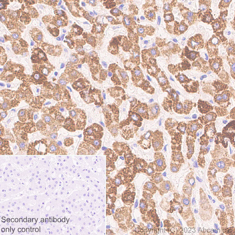 Immunohistochemistry (Formalin/PFA-fixed paraffin-embedded sections) - Anti-CHCHD10 antibody [EPR26966-33] (AB308510)