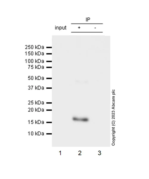 Immunoprecipitation - Anti-CHCHD10 antibody [EPR26966-33] (AB308510)