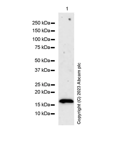 Western blot - Anti-CHCHD10 antibody [EPR26966-33] (AB308510)