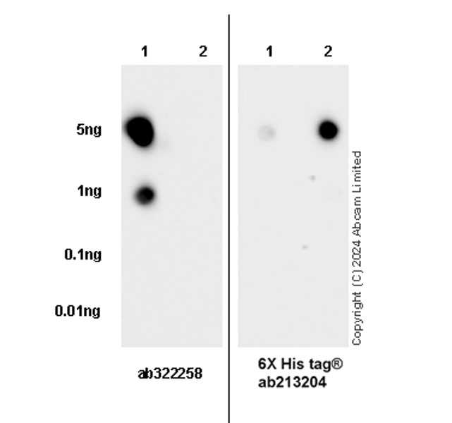 Dot Blot - Anti-CHCHD2 antibody [EPR29117-175] (ab322258), expandable thumbnail