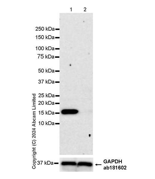 Western blot - Anti-CHCHD2 antibody [EPR29117-175] (AB322258), expandable thumbnail