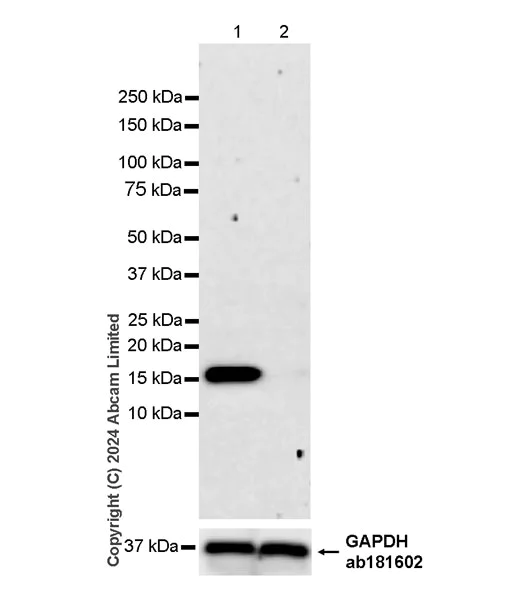 Western blot - Anti-CHCHD2 antibody [EPR29117-175] (AB322258)