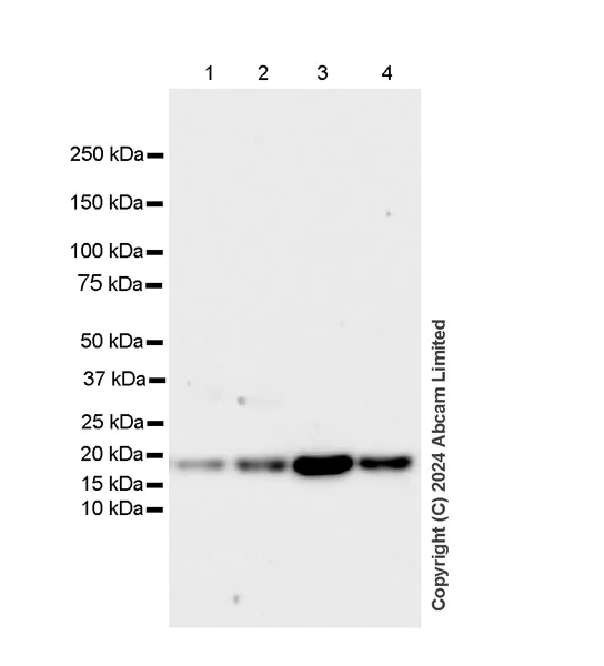 Western blot - Anti-CHCHD2 antibody [EPR29117-175] (AB322258)