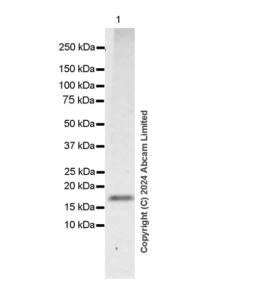 Western blot - Anti-CHCHD2 antibody [EPR29117-175] (AB322258)