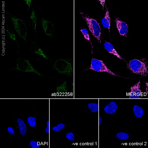 Immunocytochemistry/ Immunofluorescence - Anti-CHCHD2 antibody [EPR29117-175] - BSA and Azide free (AB324783)