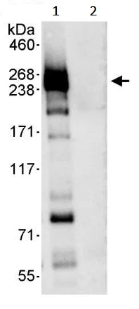 Immunoprecipitation - Anti-Chd1 antibody (AB242098)