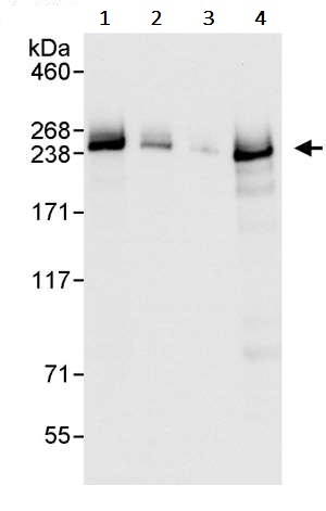 Western blot - Anti-Chd1 antibody (AB242098)
