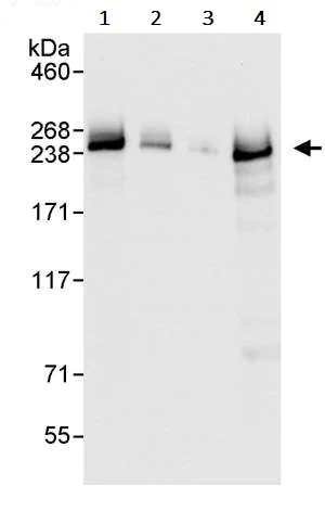 Western blot - Anti-Chd1 antibody (AB242098)