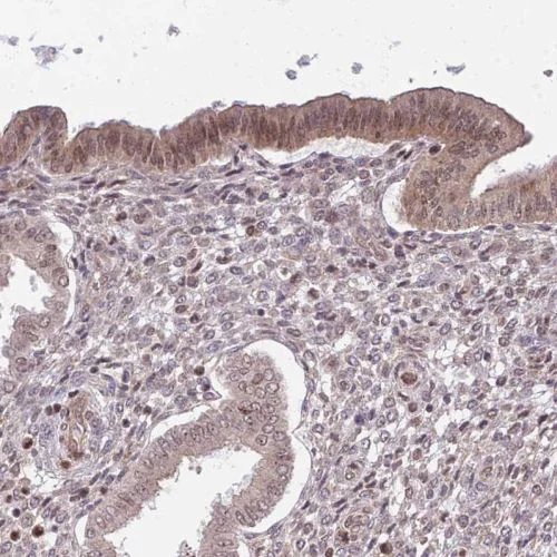 Immunohistochemistry (Formalin/PFA-fixed paraffin-embedded sections) - Anti-Chd1 antibody (AB244391)