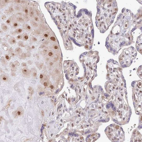 Immunohistochemistry (Formalin/PFA-fixed paraffin-embedded sections) - Anti-Chd1 antibody (AB244391)