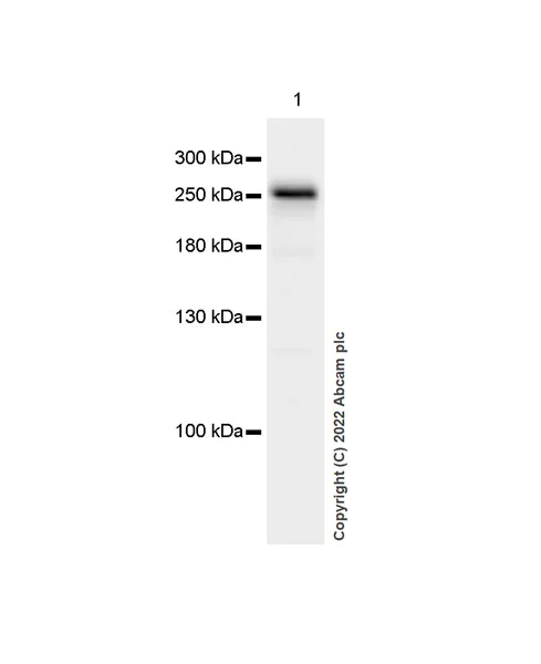 Western blot - Anti-Chd1 antibody [EPR23534-403] (AB303486)