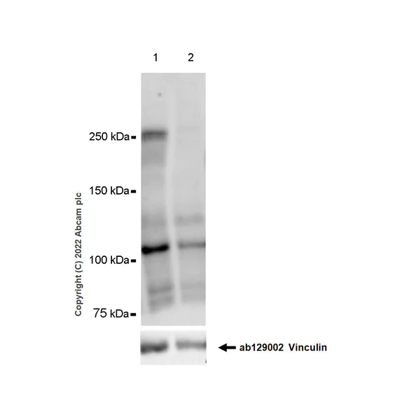 Western blot - Anti-Chd1 antibody [EPR23534-403] (AB303486)
