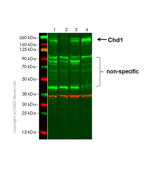 Western blot - Anti-Chd1 antibody [EPR23534-403] - BSA and Azide free (AB303487)