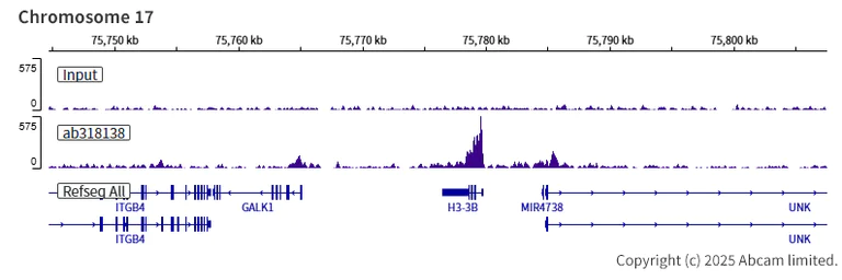 ChIP-sequencing - Anti-Chd1 antibody [EPR28727-78] (AB318138)