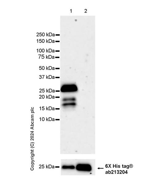 Western blot - Anti-Chd1 antibody [EPR28727-78] (AB318138)