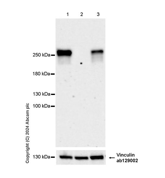 Western blot - Anti-Chd1 antibody [EPR28727-78] (AB318138), expandable thumbnail