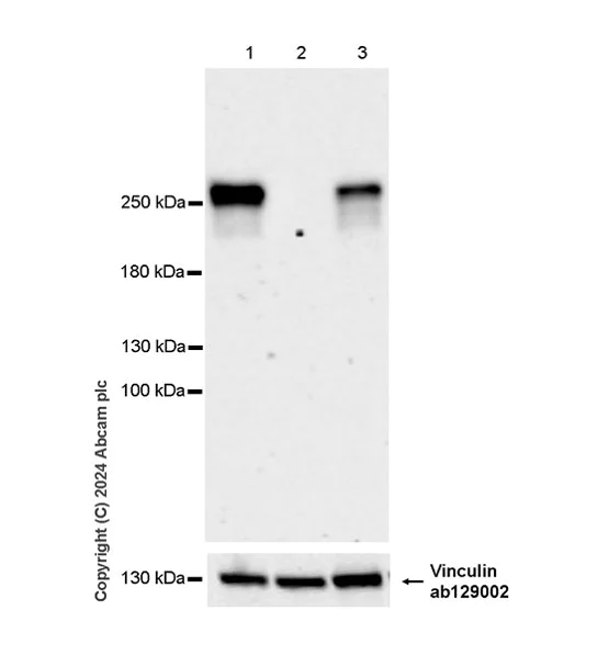 Western blot - Anti-Chd1 antibody [EPR28727-78] (AB318138)